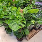 Monstera dziurawa (Monstera deliciosa) 130cm