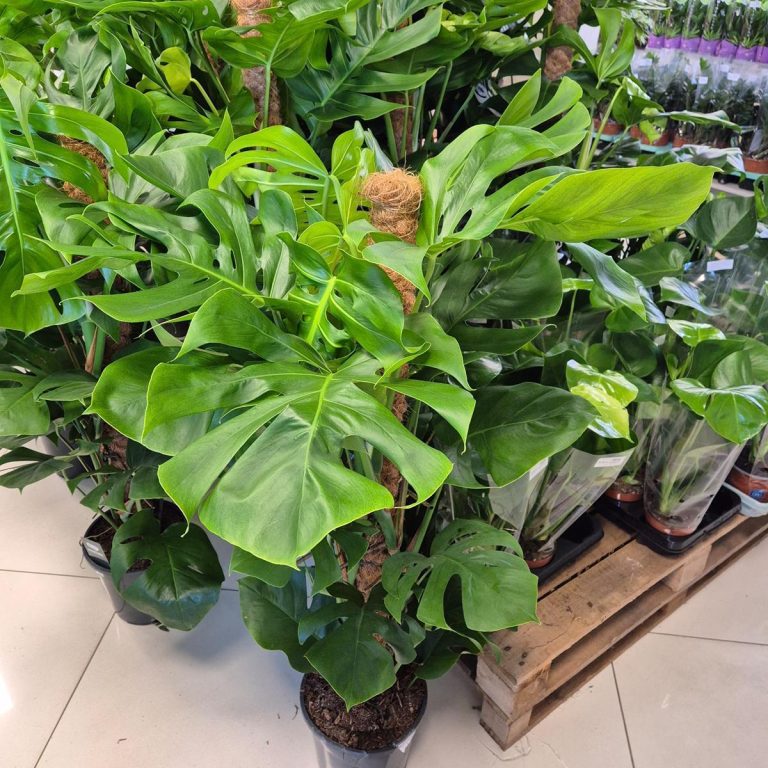 Monstera dziurawa (Monstera deliciosa) 130cm