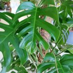 Monstera dziurawa (Monstera deliciosa) 170cm