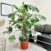 Monstera dziurawa (Monstera deliciosa) 160-170cm