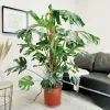 Monstera dziurawa (Monstera deliciosa) 160cm