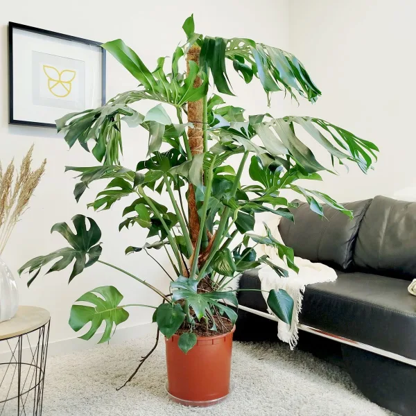 Monstera dziurawa (Monstera deliciosa) 160cm