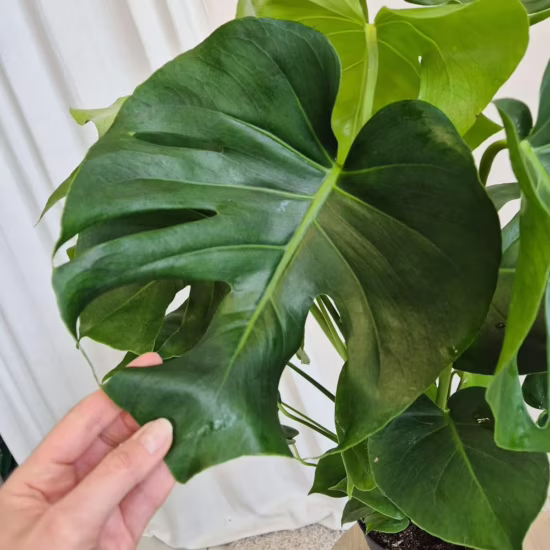 Monstera dziurawa (Monstera deliciosa) 70cm