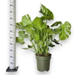 Monstera dziurawa (Monstera deliciosa) 100cm