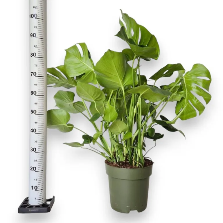 Monstera dziurawa (Monstera deliciosa) 100cm
