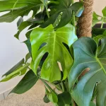 Monstera dziurawa (Monstera deliciosa) 120cm