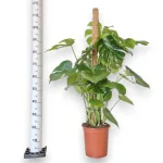 Monstera dziurawa (Monstera deliciosa) 120cm