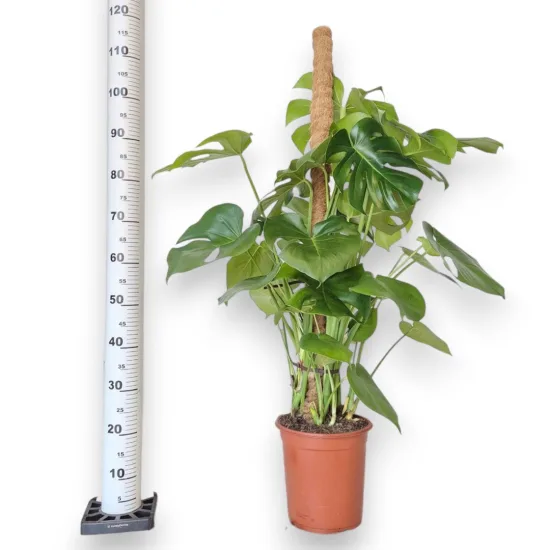 Monstera dziurawa (Monstera deliciosa)