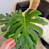 Monstera dziurawa (Monstera deliciosa)