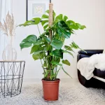 Monstera dziurawa (Monstera deliciosa) 120cm