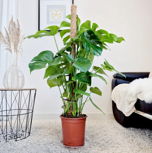 Monstera dziurawa (Monstera deliciosa) 120cm