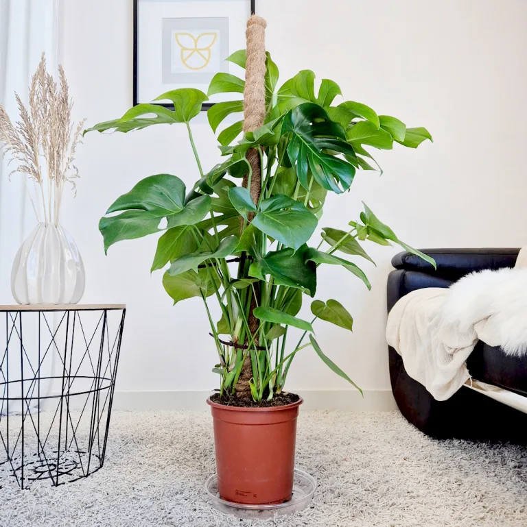 Monstera dziurawa (Monstera deliciosa) 120cm