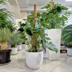 Monstera dziurawa (Monstera deliciosa) 120cm