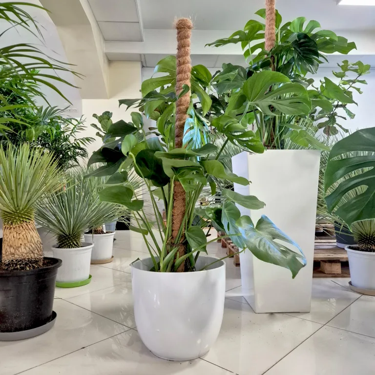 Monstera dziurawa (Monstera deliciosa) 120cm