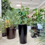 Monstera dziurawa (Monstera deliciosa) 120cm