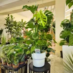 Monstera dziurawa (Monstera deliciosa) 120cm