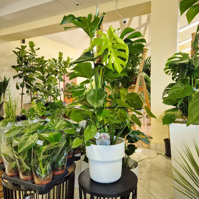 Monstera dziurawa (Monstera deliciosa) 120cm