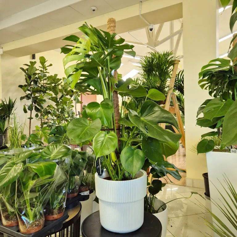 Monstera dziurawa (Monstera deliciosa) 120cm