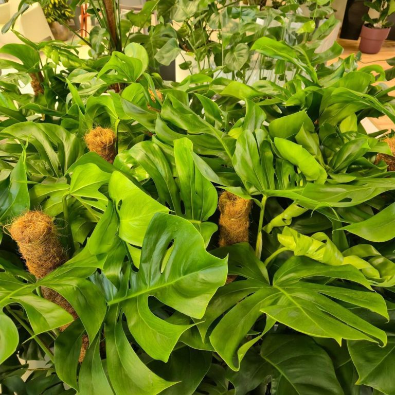 Monstera dziurawa (Monstera deliciosa) 130cm