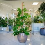 Monstera dziurawa (Monstera deliciosa) 170cm