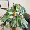 Monstera dziurawa (Monstera deliciosa) 160-170cm
