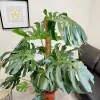 Monstera dziurawa (Monstera deliciosa) 160cm