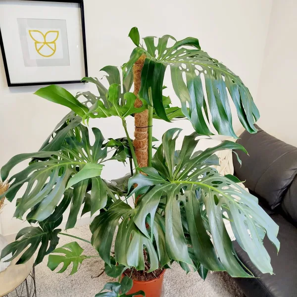 Monstera dziurawa (Monstera deliciosa) 160cm