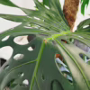Monstera dziurawa (Monstera deliciosa) 160-170cm
