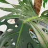 Monstera dziurawa (Monstera deliciosa) 160cm