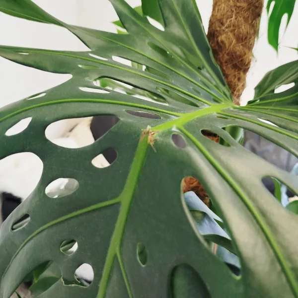 Monstera dziurawa (Monstera deliciosa) 160cm