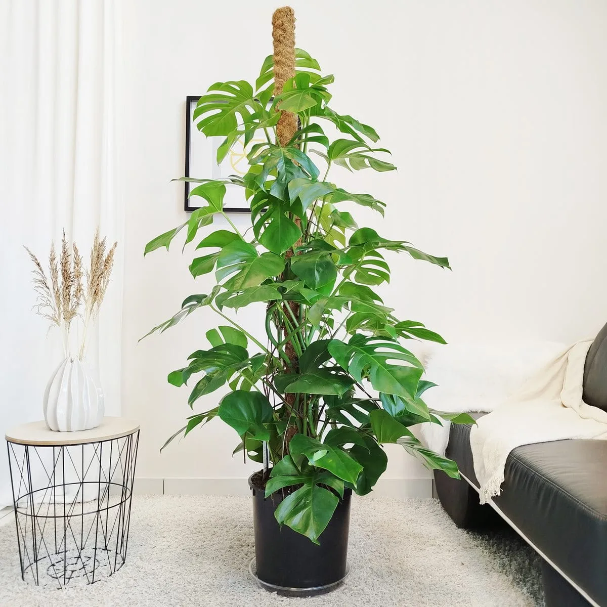 Monstera dziurawa (Monstera deliciosa) 170cm - sklep KwiatyDonice.pl