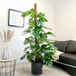 Monstera dziurawa (Monstera deliciosa) 170cm