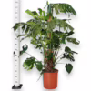 Monstera dziurawa (Monstera deliciosa) 160-170cm