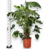 Monstera dziurawa (Monstera deliciosa) 160cm