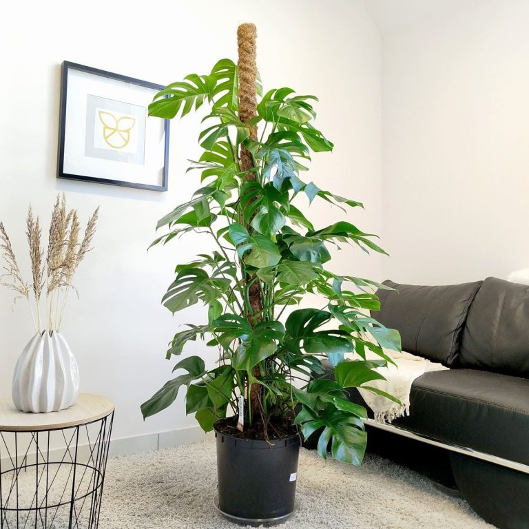 Monstera dziurawa (Monstera deliciosa) 170cm