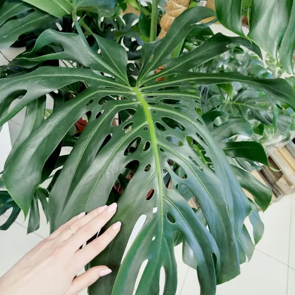 Monstera dziurawa (Monstera deliciosa) 160cm