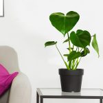 Monstera dziurawa (Monstera deliciosa) 50cm