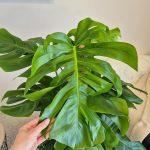 Monstera dziurawa (Monstera deliciosa) 130cm