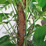 Monstera dziurawa (Monstera deliciosa) 170cm