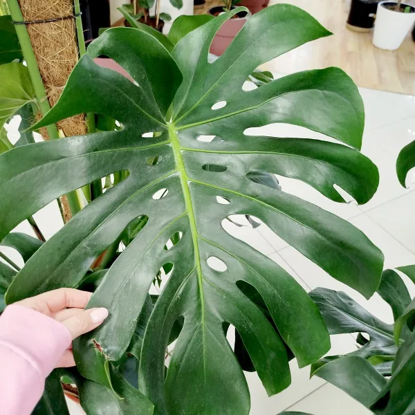 Monstera dziurawa (Monstera deliciosa) 160cm