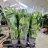 Monstera dziurawa (Monstera deliciosa) 70cm