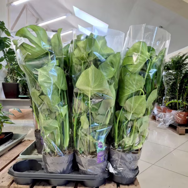 Monstera dziurawa (Monstera deliciosa) 65-70cm