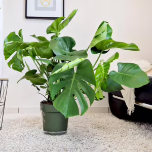 Monstera dziurawa (Monstera deliciosa) 100cm