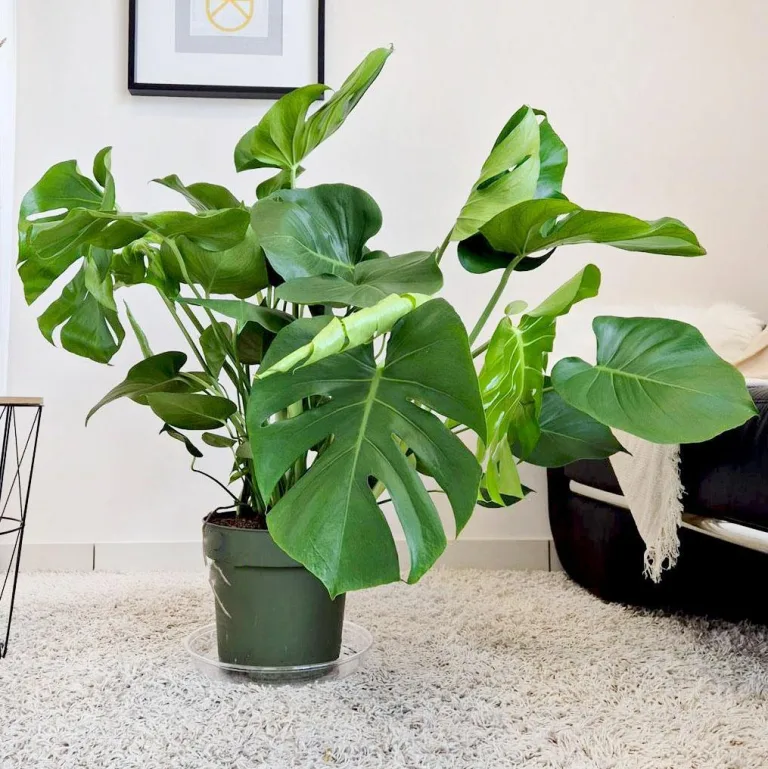 Monstera dziurawa (Monstera deliciosa) 100cm