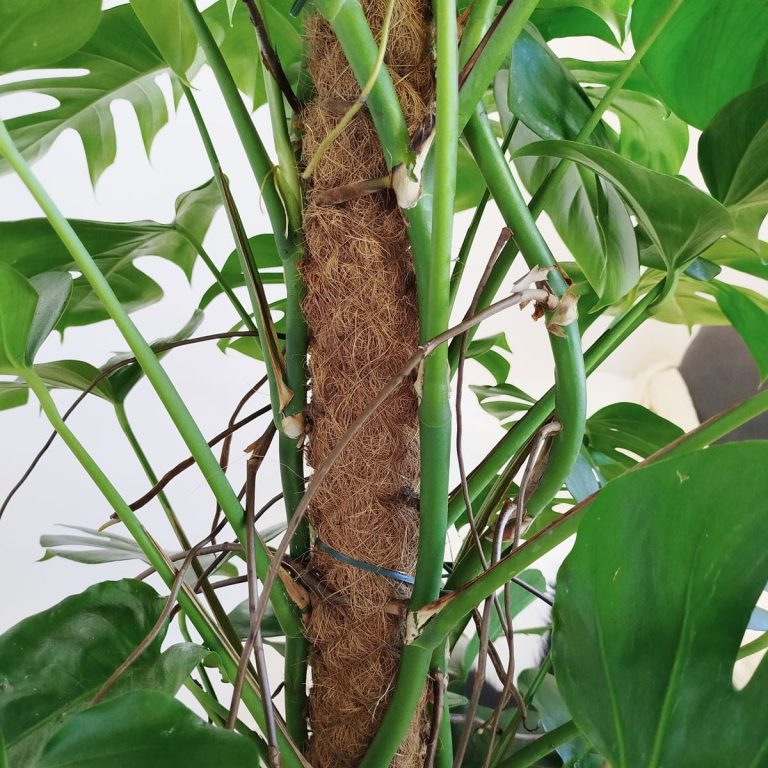 Monstera dziurawa (Monstera deliciosa) 170cm