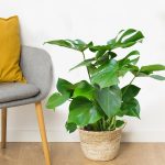 Monstera dziurawa (Monstera deliciosa) 50cm