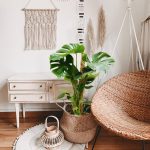 Monstera dziurawa (Monstera deliciosa) 50cm