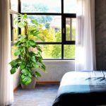 Monstera dziurawa (Monstera deliciosa) 130cm