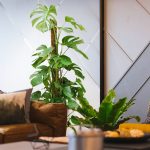 Monstera dziurawa (Monstera deliciosa) 130cm