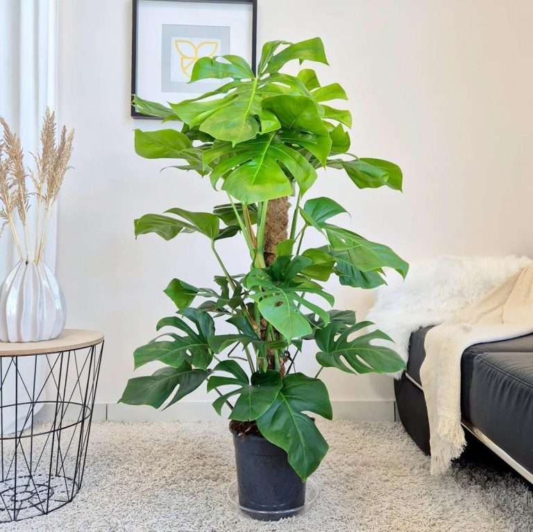 Monstera dziurawa (Monstera deliciosa) 130cm